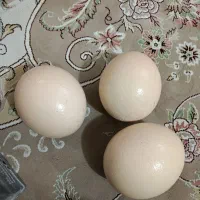 تخم نطفه دار شترمرغ