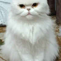 فروش گربه پرشین|گربه|بندرعباس, |دیوار