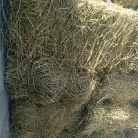 فروش یونجه پرس و کوفته