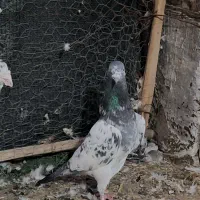 تیدی کمانگر