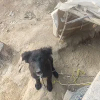 واگذاری سگ سراب