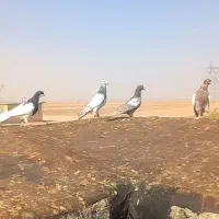کبوتر|پرنده|چناران, |دیوار
