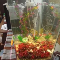 آکواریم شیشه خم با وسایل|ماهی|کرمان, |دیوار