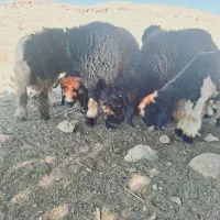 بره قوچی|حیوانات مزرعه|لالی, |دیوار