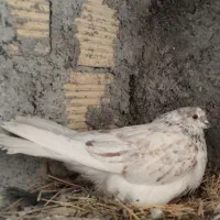 نر وماده پرش سنگین ومیلو بازی دار|پرنده|لاران, |دیوار