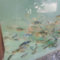 آکواریوم باشیشه نشکن ضخیم ۱ متر×۶۲سانت×۳۵ سانت