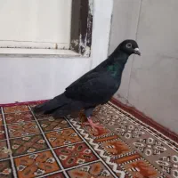 ۵ عدد کفتر زاغ المانی، طوقی الماسی، خال شصتی|پرنده|مشهد, قائم|دیوار