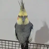 عروس هلندی گمشده