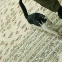 گربه آرام|گربه|همدان, |دیوار