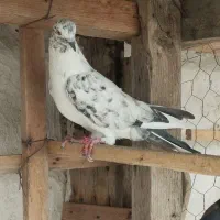 تعدادی کبوتر پرشی کفتر جوجه|پرنده|بندر ترکمن, |دیوار