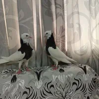 یک جفت کبوترطوقی سیاه نرماده.میدان قیاصی دولاب