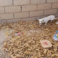 سگ پا کوتاه