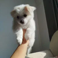 سگ پامر اشپیتز|سگ|صدرا-فارس, فاز ۱|دیوار