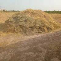 یونجه چین اول