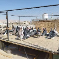 کفتر بهبونی دس اولی