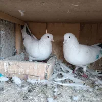 کفتر|پرنده|چهاردانگه (تهران), |دیوار