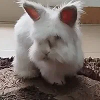 واگذاری دو خرگوش عقیم شده|موش و خرگوش|تهران, جوادیه|دیوار