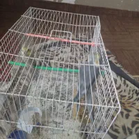 عروس هلند|پرنده|تایباد, |دیوار