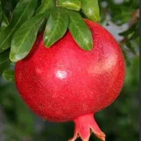 فروش انار محمود آباد فیروزکوه بصورت جزئی و کلی