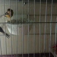 جفت قناری سوخته