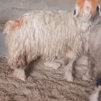 فروش فوری میش سالم سرحال