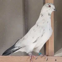 کبوتر پرشی هما