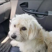 این سگ گم شده  هرکی این پیدا کن مژدگانی هم داره