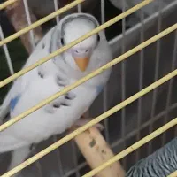 مرغ عشق جز بالغ