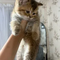 گربه اسکاتیش|گربه|آبادان, |دیوار