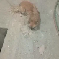 سگ خانگی|سگ|دامغان, |دیوار