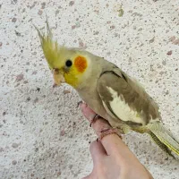 فروش عروس هلندی