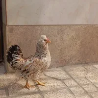 مرغ گلین ریشو چهلتاج