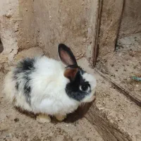 خرگوش نزاد دار لپ|موش و خرگوش|آبیک, |دیوار