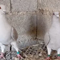 خط سفید دورنگ وپیازی|پرنده|وحدتیه, |دیوار