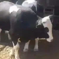 (قصاب سلاخ سیار) گاو گوساله گوسفند درکل تهران
