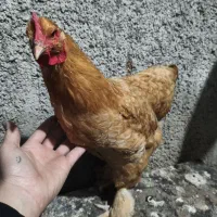 مرغ برهما و خروس سلطان