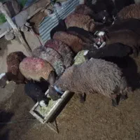 میش افشار هترواصل،چندقلوزا