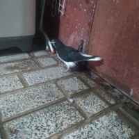 کبوتر