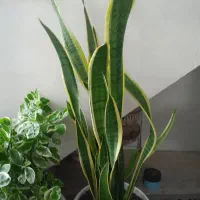 گل سانسوریا ابلق