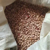 لوبیا چیتی درجه یک 370