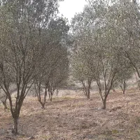 فروش ملک|فروش زمین و ملک کلنگی|رستم‌آباد, |دیوار