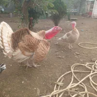 بوقلمون محلی درشت