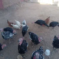 بوقلمون برنز
