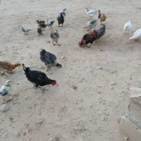 مرغ|حیوانات مزرعه|لردگان, |دیوار
