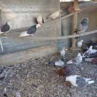 کبوتر تهرانی|پرنده|نسیمشهر, |دیوار