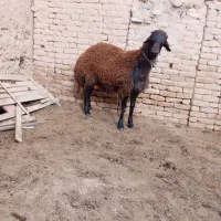 بره قوچی افشاری