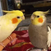 عروس هلندی جفت