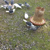 کبوتر کفتر پرشی و زینتی|پرنده|رویان, |دیوار