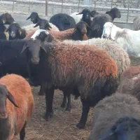 قوچ هترو شیشک