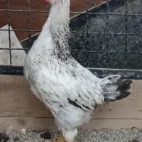 جوجه محلی مرغ و خروس